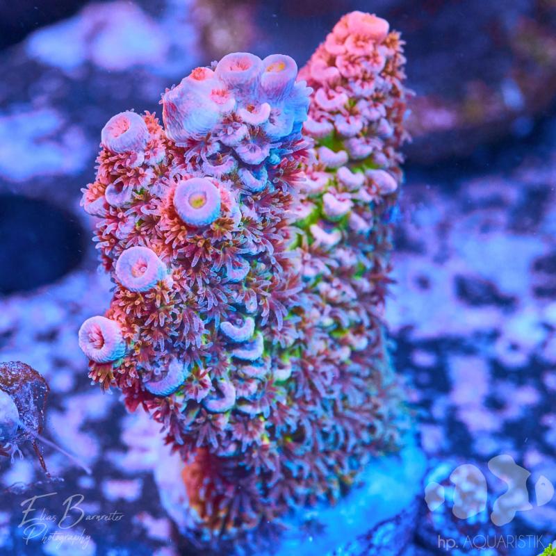 Acropora Fake Walt Disney